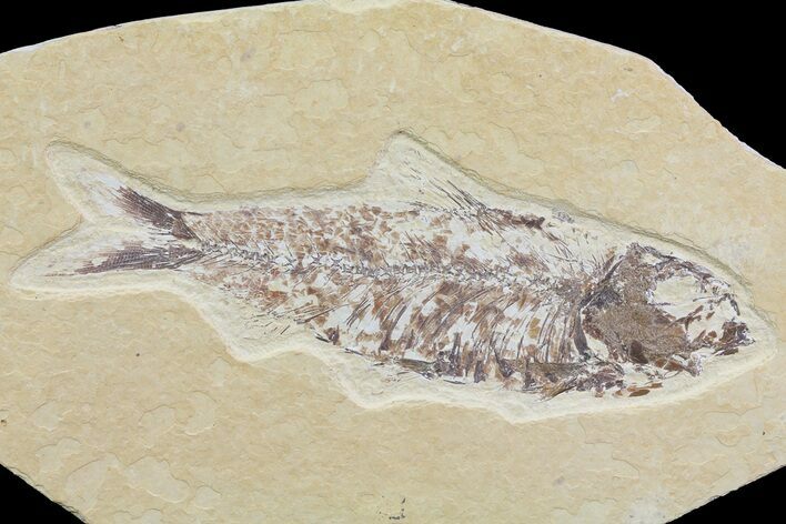 Bargain, Knightia Fossil Fish - Wyoming #74099